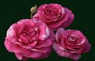 things to do portland rose fest 2016 things to do portland rose fest 2016